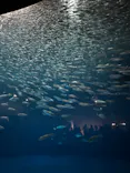 名古屋港水族館に投稿された画像（2026/6/26）