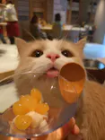 猫カフェモカ　神戸三宮店に投稿された画像（2026/6/26）