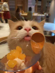 猫カフェモカ　神戸三宮店に投稿された画像（2026/6/26）