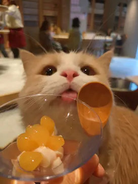 猫カフェモカ　神戸三宮店に投稿された画像（2026/6/26）