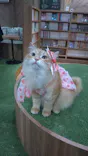 猫カフェモカ　大阪心斎橋店に投稿された画像（2026/6/26）