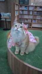 猫カフェモカ　大阪心斎橋店に投稿された画像（2026/6/26）