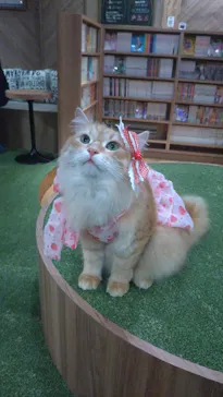 猫カフェモカ　大阪心斎橋店に投稿された画像（2026/6/26）