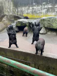 奥飛騨クマ牧場に投稿された画像（2026/6/26）