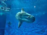 アクアワールド茨城県大洗水族館に投稿された画像（2026/6/26）