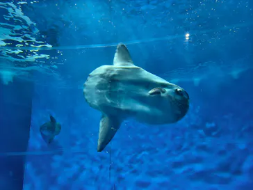 アクアワールド茨城県大洗水族館に投稿された画像（2026/6/26）