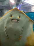 新江ノ島水族館に投稿された画像（2026/6/26）