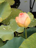万博記念公園に投稿された画像（2026/6/27）