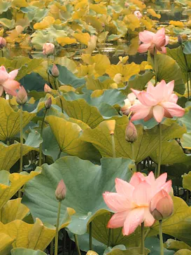 万博記念公園に投稿された画像（2026/6/26）