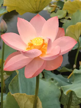 万博記念公園に投稿された画像（2026/6/26）