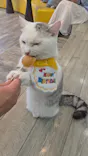 猫カフェモカ 京都河原町店に投稿された画像（2026/6/27）