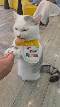 猫カフェモカ 京都河原町店に投稿された画像（2026/6/27）
