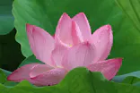 万博記念公園に投稿された画像（2026/6/27）