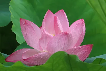 万博記念公園に投稿された画像（2026/6/27）