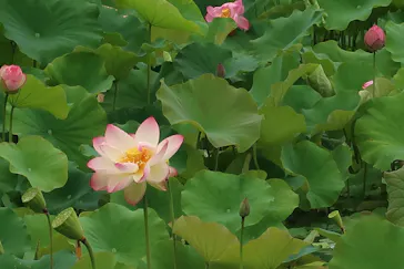 万博記念公園に投稿された画像（2026/6/27）