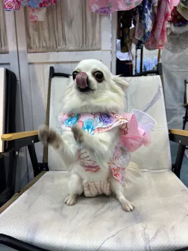 ZENSHOO Presents DOG Marcheに投稿された画像（2026/6/27）