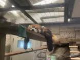 天王寺動物園に投稿された画像（2026/6/27）