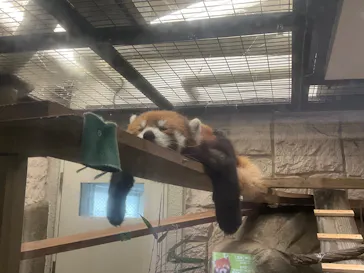 天王寺動物園に投稿された画像（2026/6/27）
