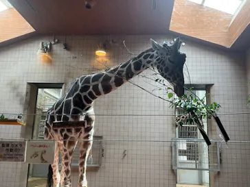 天王寺動物園に投稿された画像（2026/6/27）