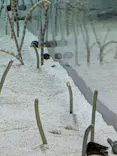 すみだ水族館に投稿された画像（2026/6/27）