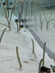 すみだ水族館に投稿された画像（2026/6/27）