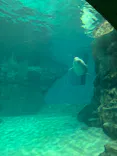 名古屋港水族館に投稿された画像（2026/6/27）
