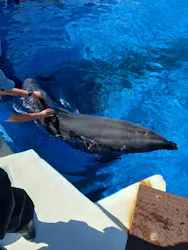 沖縄美ら海水族館（館内体験）に投稿された画像（2026/6/27）