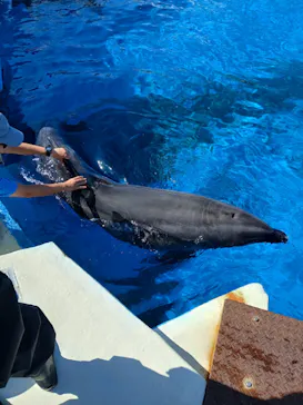 沖縄美ら海水族館（館内体験）に投稿された画像（2026/6/27）