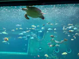 箱根園水族館に投稿された画像（2026/6/27）