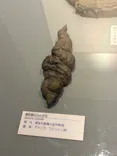 福井県立恐竜博物館に投稿された画像（2026/6/27）