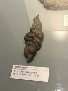 福井県立恐竜博物館に投稿された画像（2026/6/27）