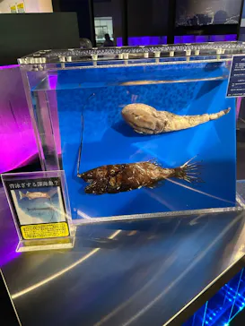 仙台うみの杜水族館に投稿された画像（2026/6/27）