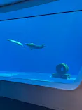 上越市立水族博物館 うみがたりに投稿された画像（2026/6/27）