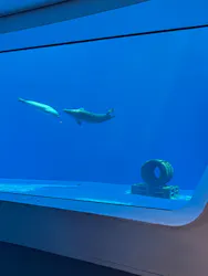 上越市立水族博物館 うみがたりに投稿された画像（2026/6/27）