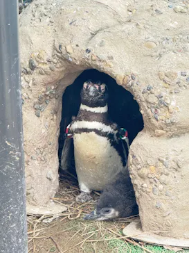 上越市立水族博物館 うみがたりに投稿された画像（2026/6/27）