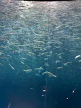 名古屋港水族館に投稿された画像（2026/6/27）