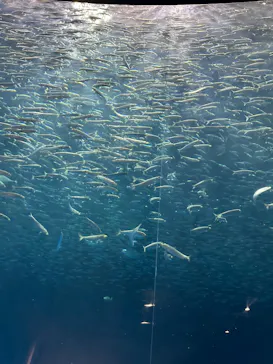 名古屋港水族館に投稿された画像（2026/6/27）