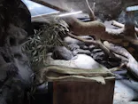 恩賜上野動物園に投稿された画像（2026/6/27）