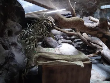 恩賜上野動物園に投稿された画像（2026/6/27）