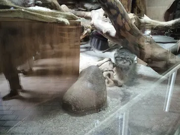 恩賜上野動物園に投稿された画像（2026/6/27）