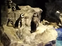 すみだ水族館に投稿された画像（2026/6/27）