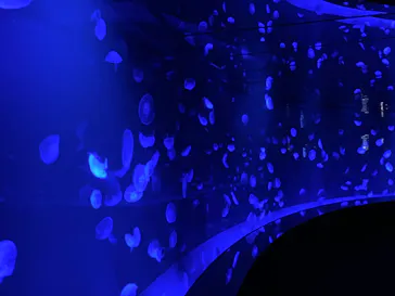 サンシャイン水族館に投稿された画像（2026/6/27）