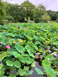 万博記念公園に投稿された画像（2026/6/28）