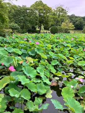 万博記念公園に投稿された画像（2026/6/28）