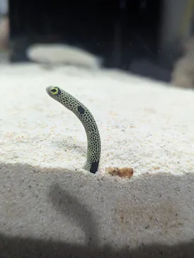シン・マリホ水族館に投稿された画像（2026/6/28）