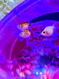 沖縄金魚ミュージアムに投稿された画像（2026/6/28）