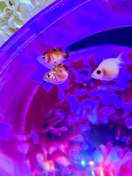 沖縄金魚ミュージアムに投稿された画像（2026/6/28）