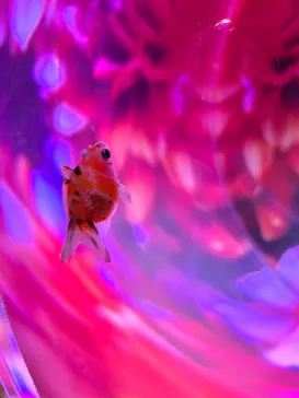 沖縄金魚ミュージアムに投稿された画像（2026/6/28）