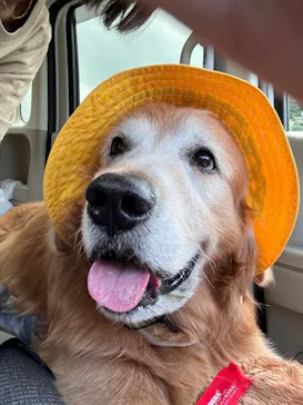 ZENSHOO Presents DOG Marcheに投稿された画像（2026/6/28）