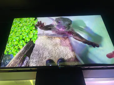 マクセル アクアパーク品川に投稿された画像（2026/6/28）